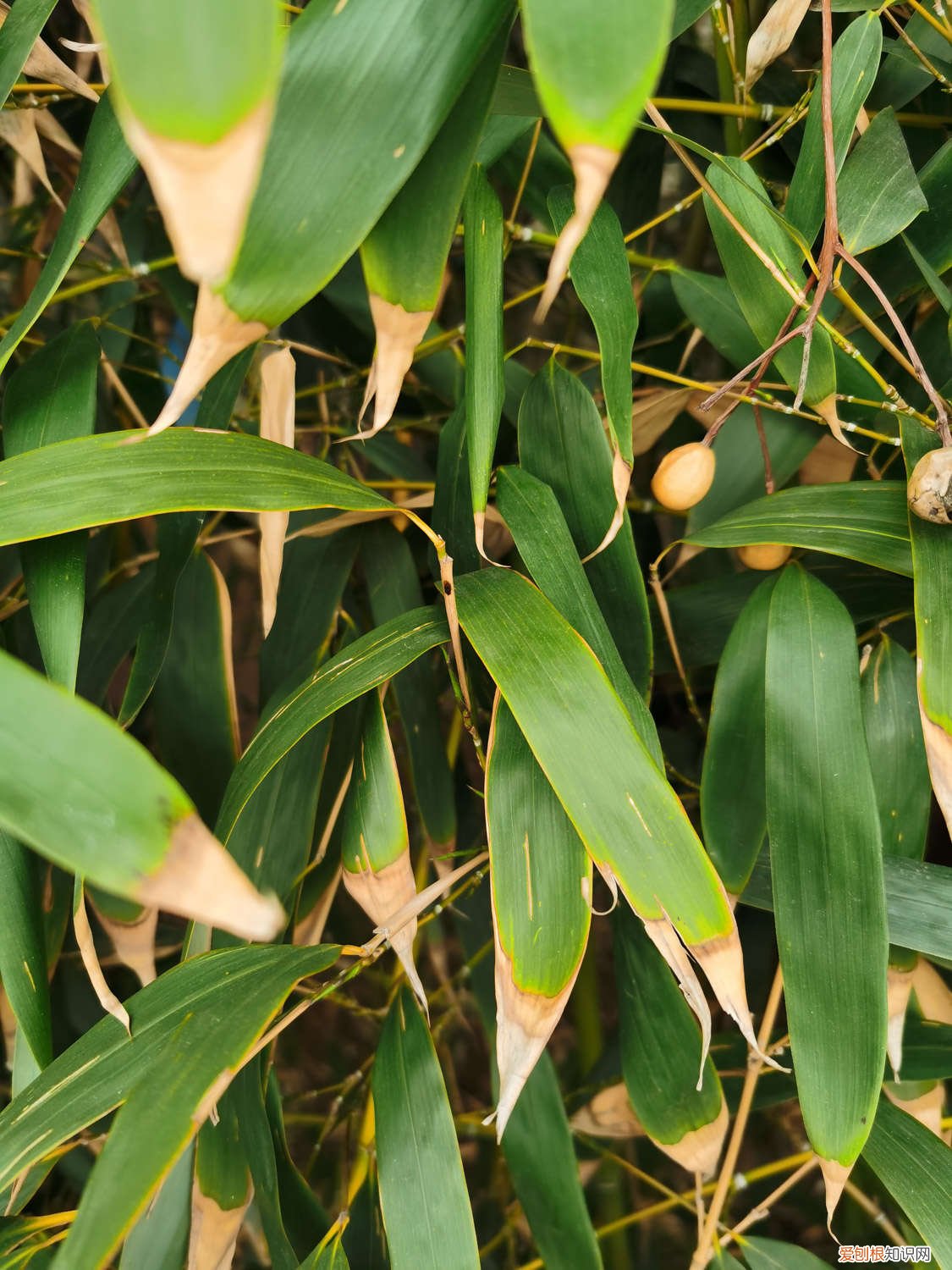水竹长的太高怎么修剪 水养竹子太高从哪里剪，叶子黄了怎么修剪？