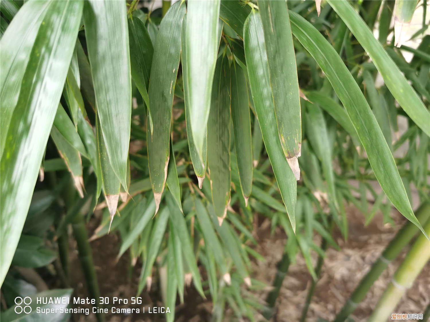 水竹长的太高怎么修剪 水养竹子太高从哪里剪，叶子黄了怎么修剪？