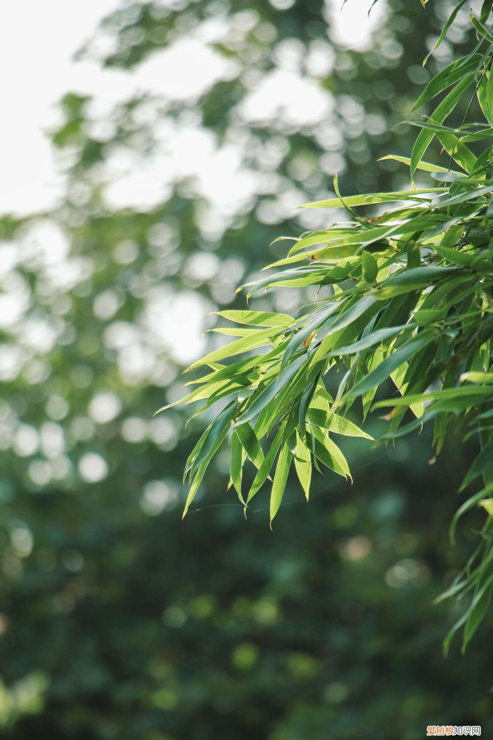 水竹长的太高怎么修剪 水养竹子太高从哪里剪，叶子黄了怎么修剪？