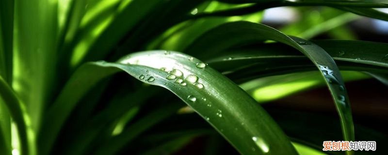 兰花和吊兰哪个好养啊 吊兰和兰花哪个好养,有什么区别?