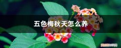 五色梅怎么过冬天 五色梅秋天怎么养
