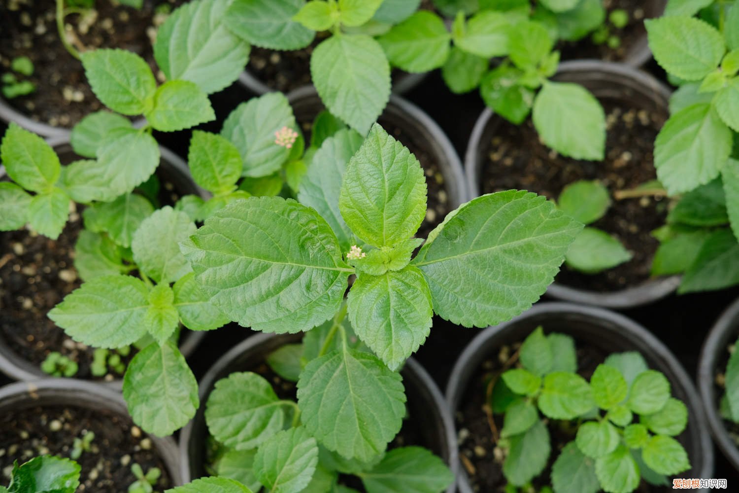 五色梅怎么过冬天 五色梅秋天怎么养