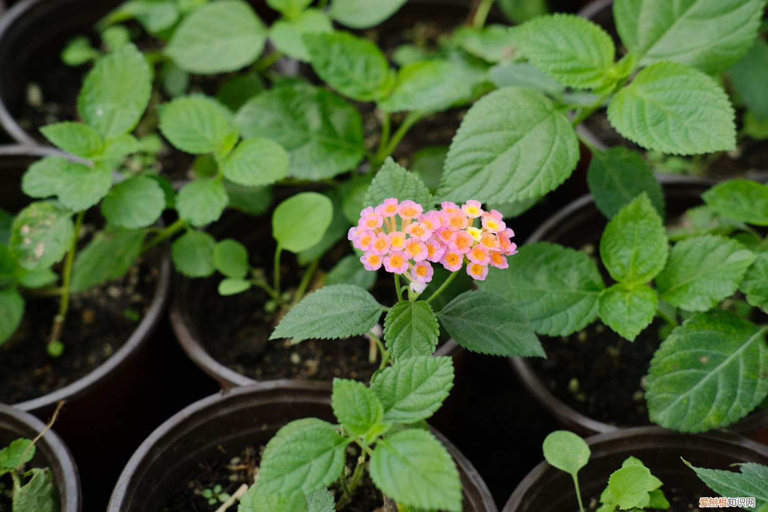 五色梅怎么过冬天 五色梅秋天怎么养