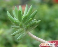 八千代怎么养护 八千代的日常养护及形态特征