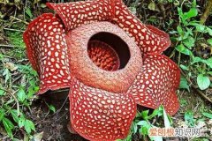 大王花特点 大王花资料大全