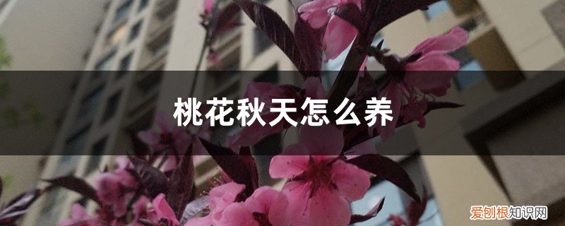 秋天桃花怎么样 桃花秋天怎么养