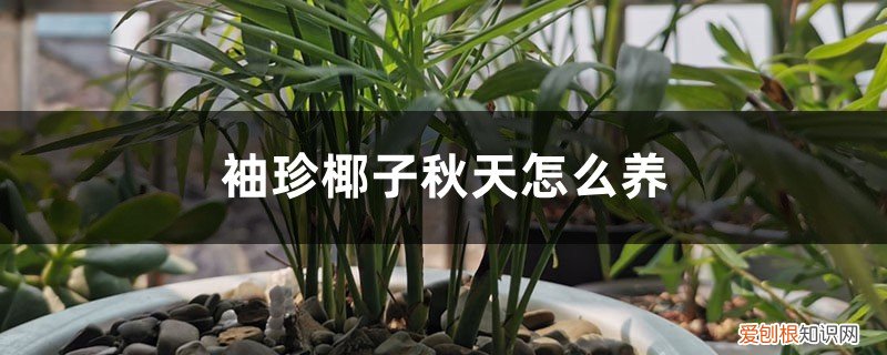 袖珍椰子冬季养护 袖珍椰子秋天怎么养