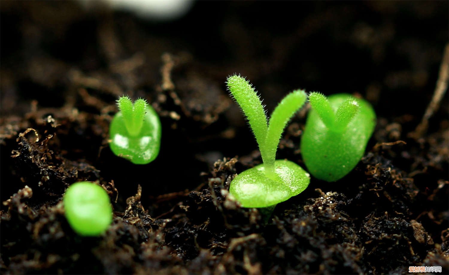 碧光环小兔子长大后(附开花图 “小兔子”碧光环多肉怎么养，价格是多少钱？)