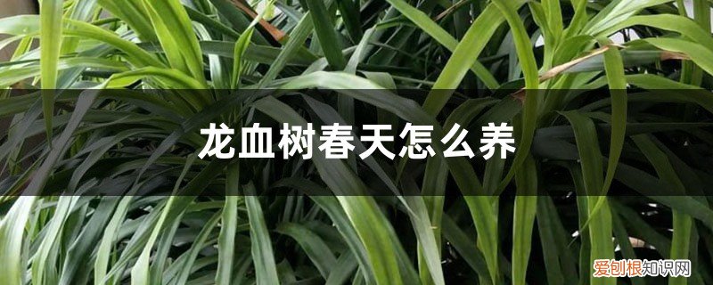 龙血树春天怎么施肥 龙血树春天怎么养