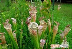 食虫植物多久浇一次水 食虫植物应该如何浇水