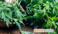 艾草泡水喝的功效与作用 功效,作用,艾草,泡水喝