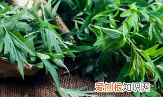 艾草泡水喝的功效与作用 功效,作用,艾草,泡水喝
