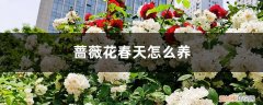 蔷薇花春季养护 蔷薇花春天怎么养