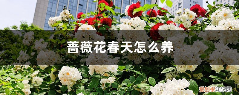 蔷薇花春季养护 蔷薇花春天怎么养