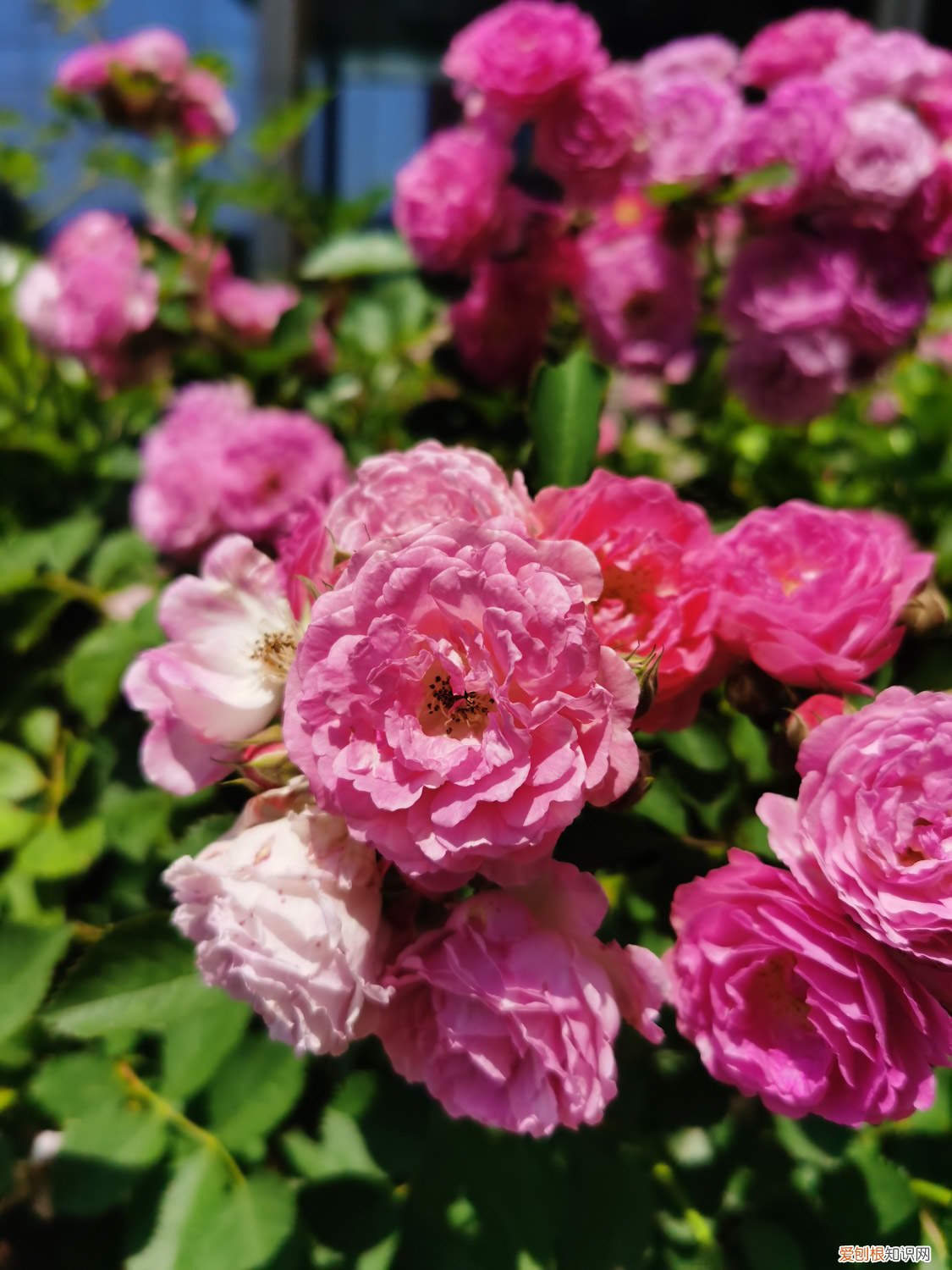 蔷薇花春季养护 蔷薇花春天怎么养