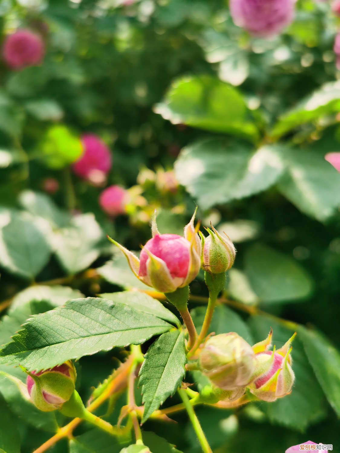 蔷薇花春季养护 蔷薇花春天怎么养