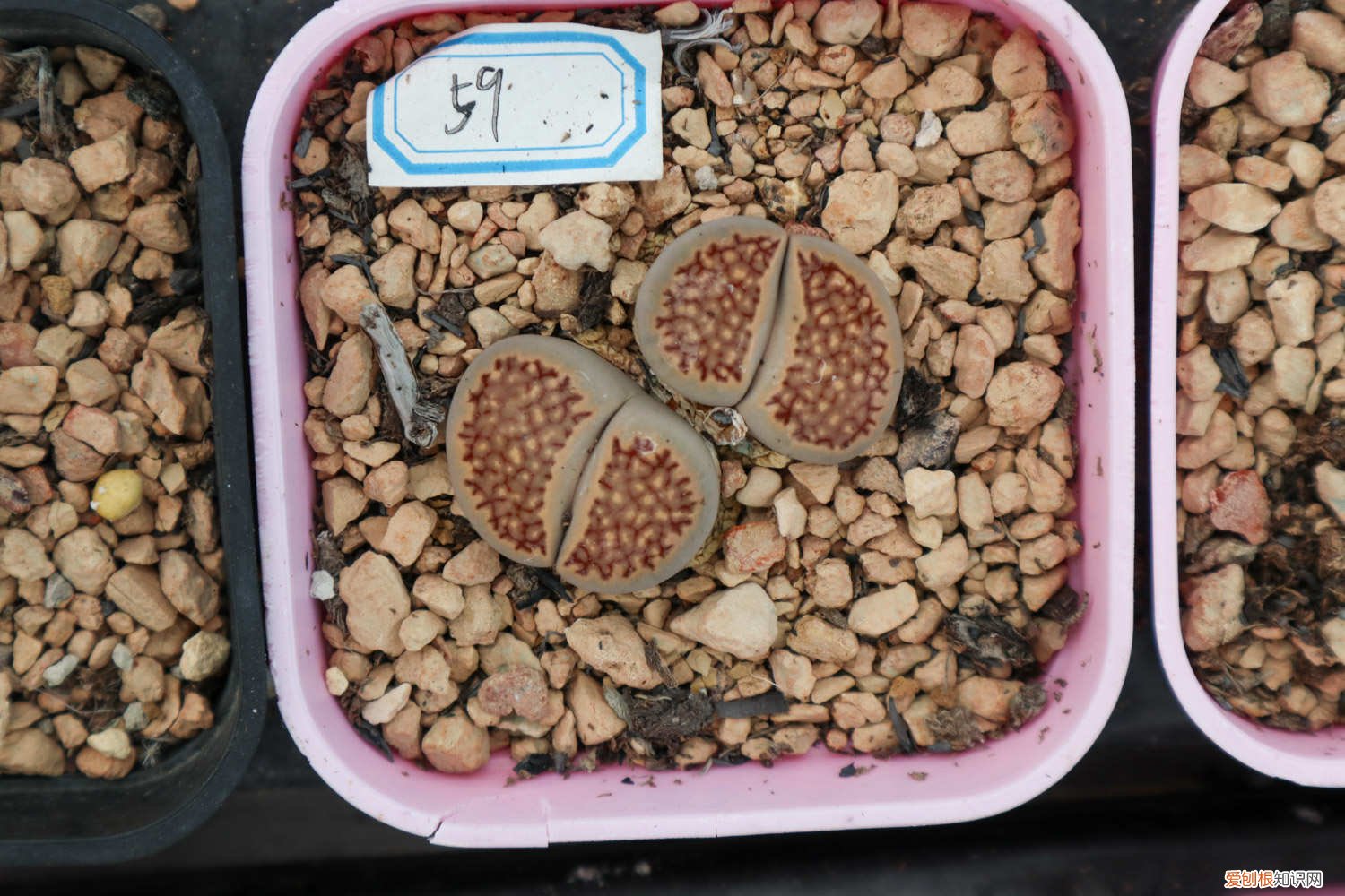 生石花和多肉哪个好养 多肉生石花怎么养，哪些品种比较贵？
