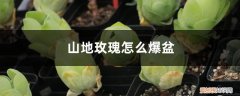 山地玫瑰多肉的养殖方法和注意事项 多肉山地玫瑰的养殖方法，怎么养才能爆盆？