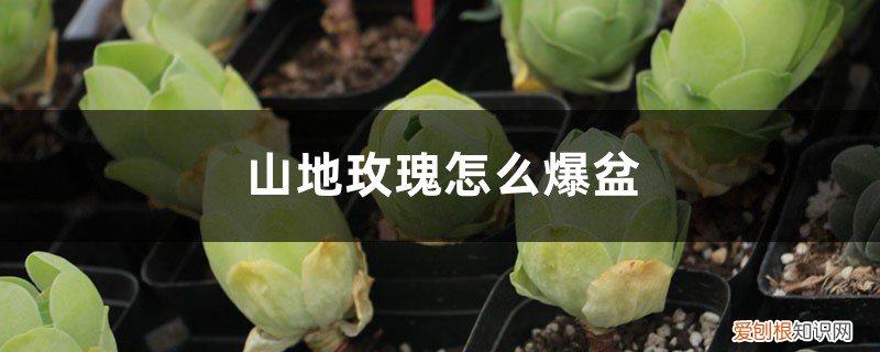 山地玫瑰多肉的养殖方法和注意事项 多肉山地玫瑰的养殖方法,怎么养才能爆盆?