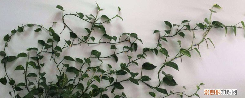 绿萝多久浇一次水怎么浇水 绿萝多久浇一次水，叶面多久喷一次水？