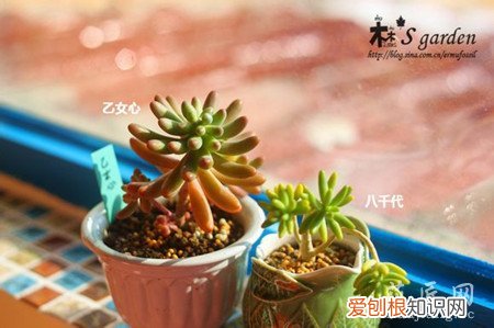 八千代和乙女心 八千代与乙女心的区别