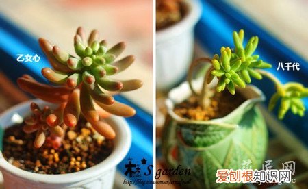 八千代和乙女心 八千代与乙女心的区别