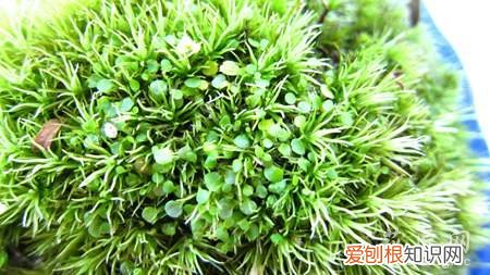狸藻用什么盆 狸藻栽培:狸藻怎么养