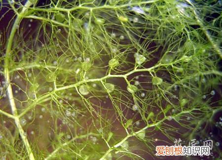 黄花狸藻是肉食性植物吗 黄花狸藻—水生食虫植物