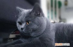 猫咪下巴黑了怎么办 猫咪下巴黑了解决办法