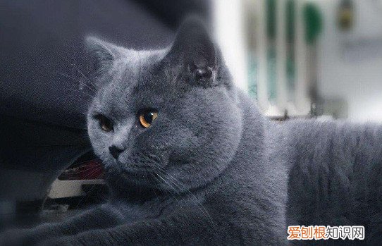 猫咪下巴黑了怎么办 猫咪下巴黑了解决办法