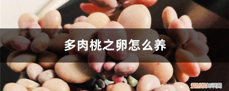 多肉桃蛋什么时候浇水 多肉“桃蛋”桃之卵怎么养?如何浇水、施肥和换盆?