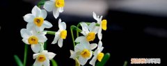 水仙春天可以种植吗 水仙春天怎么养