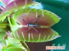 捕蝇草的养殖方法 捕蝇草的养护知识 捕蝇草的养殖方法