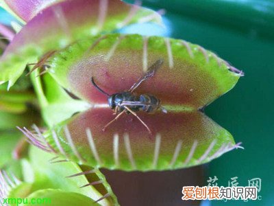 捕蝇草的养殖方法 捕蝇草的养护知识 捕蝇草的养殖方法