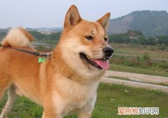 柴犬能吃什么水果 柴犬能吃的水果