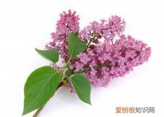 丁香花的养殖方法以及注意事项有哪些 丁香花的养殖方法以及注意事项