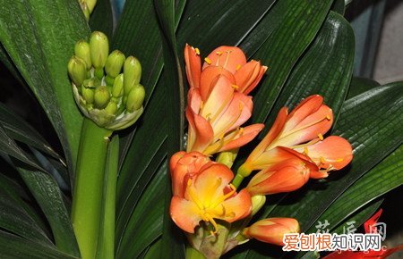 君子兰的芽 君子兰分芽方法是什么？