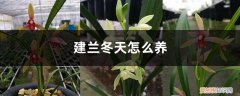 建兰生长温度和湿度 建兰冬天怎么养，合适的温度是多少，湿度是多少？