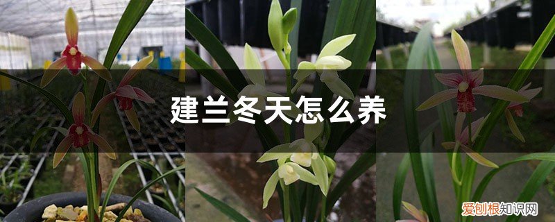 建兰生长温度和湿度 建兰冬天怎么养，合适的温度是多少，湿度是多少？
