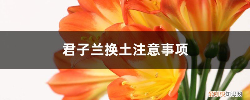 君子兰换土可以用原来土吗 君子兰换土注意事项：旧土还能用吗？要修根吗？换后要浇水吗？