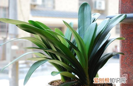 君子兰不开花是咋回事 君子兰不开花的原因是什么？