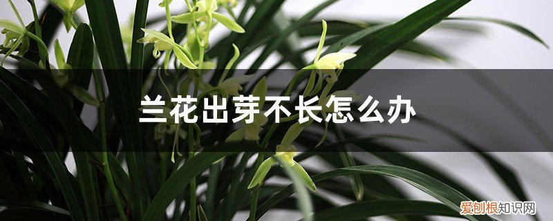 怎么样养兰花才能长出新芽 兰花出芽不长怎么办，怎样才能发壮芽？
