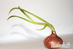 小葱返青什么时候浇水好 洋葱春季返青后要如何管护