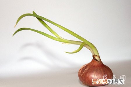 小葱返青什么时候浇水好 洋葱春季返青后要如何管护