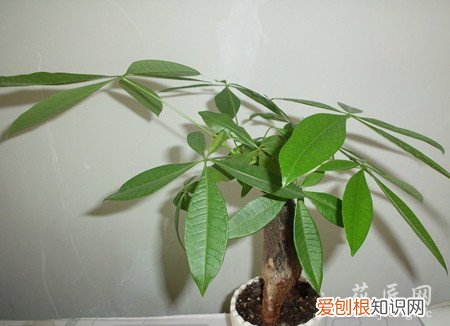 发财树徒长要如何处理呢 发财树徒长要如何处理