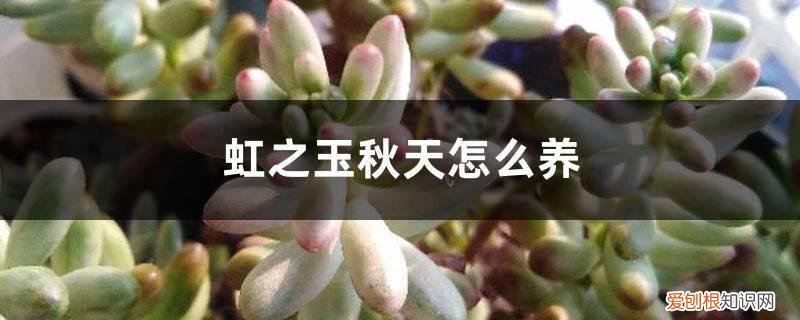 虹之玉春天怎么养 虹之玉秋天怎么养
