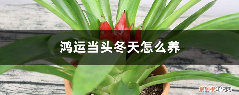 鸿运当头冬天养殖方法和注意事项 鸿运当头冬天怎么养