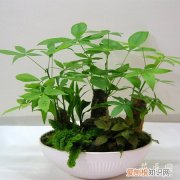 盆栽发财树怎么养护 盆栽发财树的日常养护方法