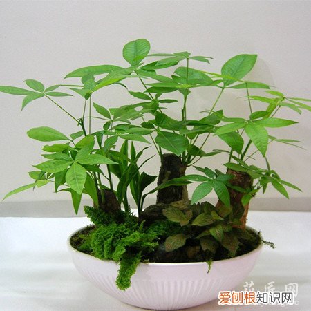 盆栽发财树怎么养护 盆栽发财树的日常养护方法