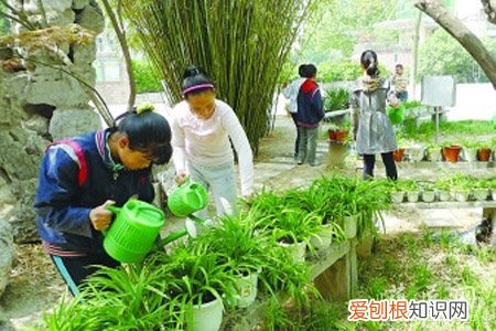 吊兰养护要求 吊兰养殖的环境要求以及肥水管理